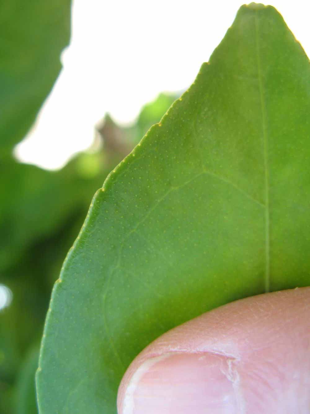              Margin (Winter Haven, FL)       